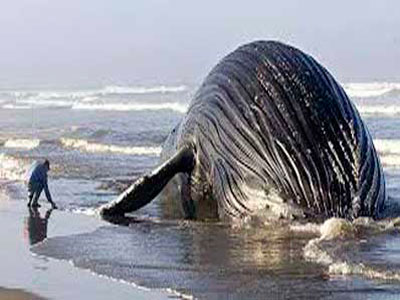 Ballena es varada cerca de hoteles turísticos de Tumbes